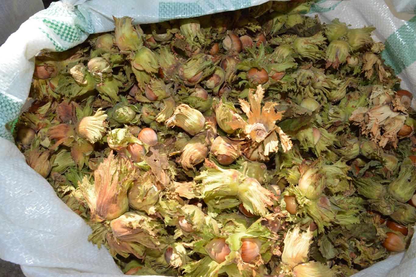 Bitlis'te fındık hasadı başladı